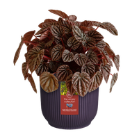 the winery collection 14cm dunkelviolett